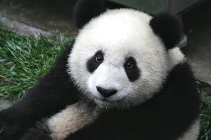 What Panda species is cuter?