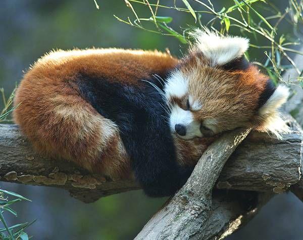 What Panda species is cuter?