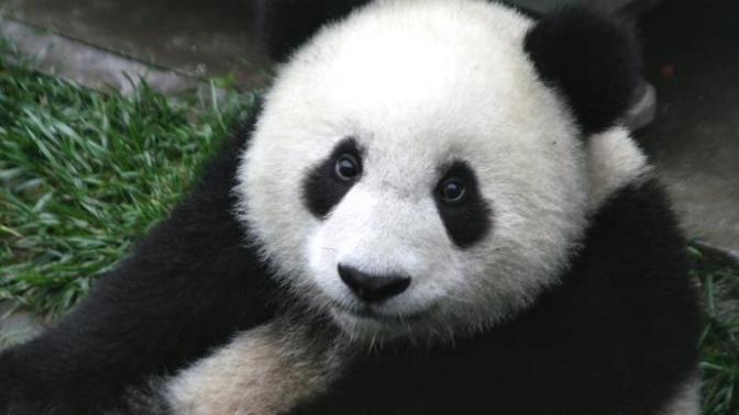 What Panda species is cuter?