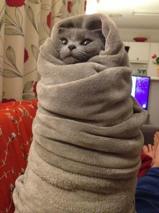 Girls would you like it if your boyfriend rolled you up in a blanket like a burrito😀?