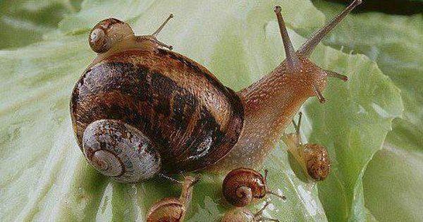 Don't you think snails are cute?