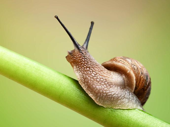 Don't you think snails are cute? GirlsAskGuys