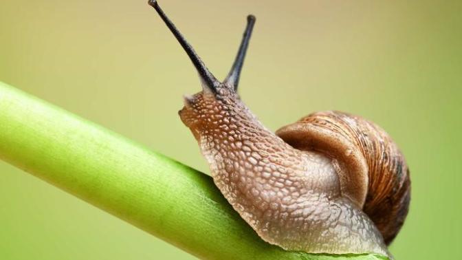 Don't you think snails are cute?