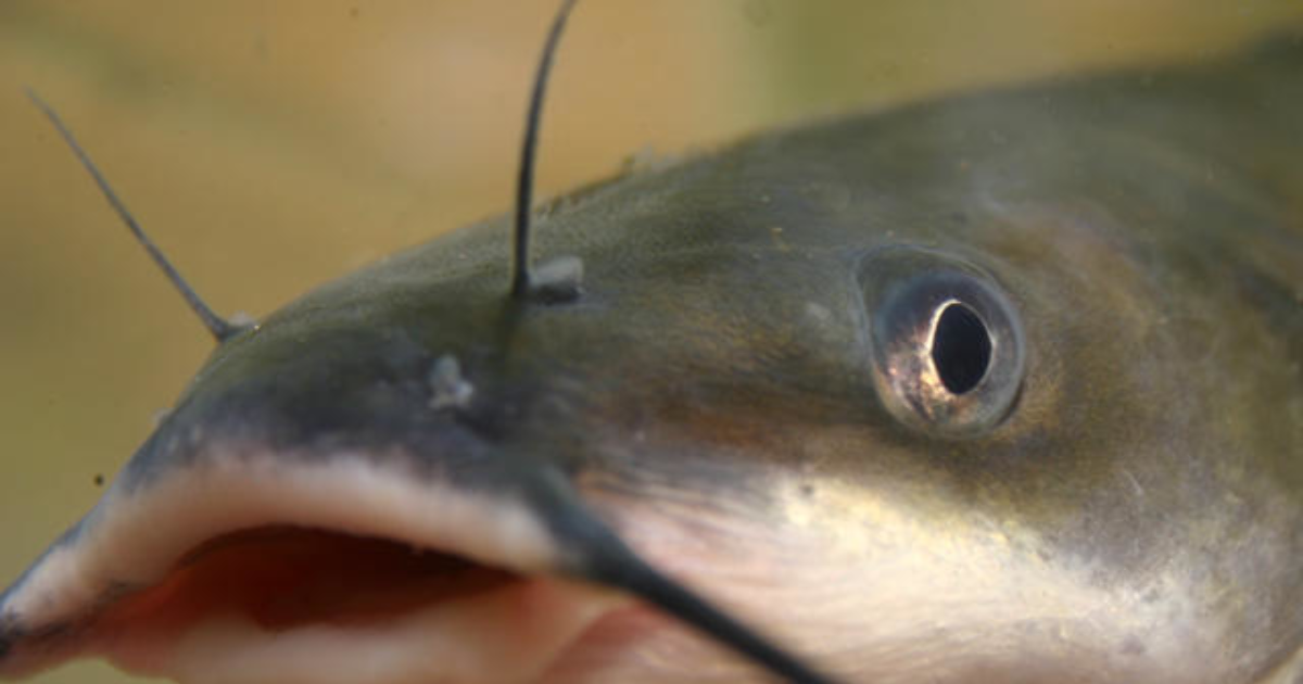 Do you think this girl is a catfish? GirlsAskGuys