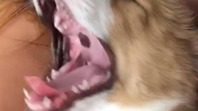 Help, My puppy has a black spot inside her mouth on the roof. Is this normal?