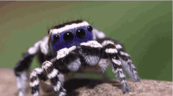 Why are people so scared of spiders? Are you scared of spiders?