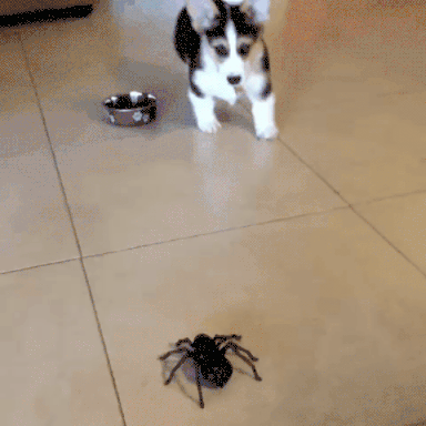 Why are people so scared of spiders? Are you scared of spiders?