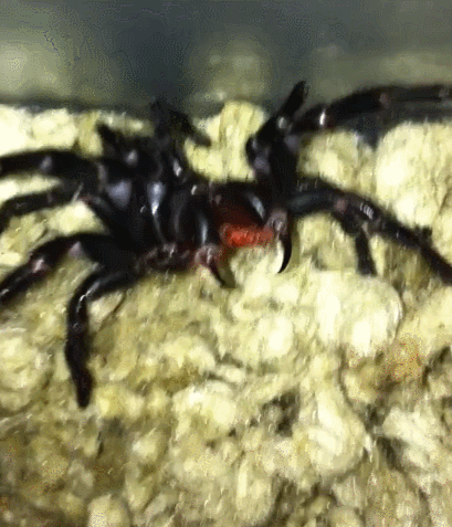 Why are people so scared of spiders? Are you scared of spiders?