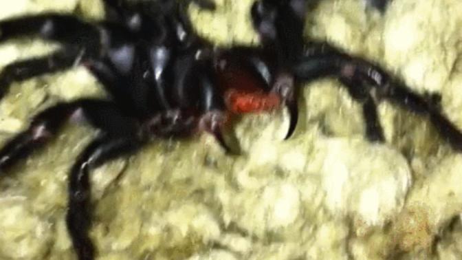 Why are people so scared of spiders? Are you scared of spiders?