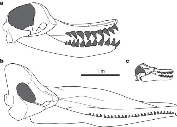 Question for anyone who's interested in paleontology, should Nat Geo, Discovery, or BBC make a documentary about the Leviathan Whale?