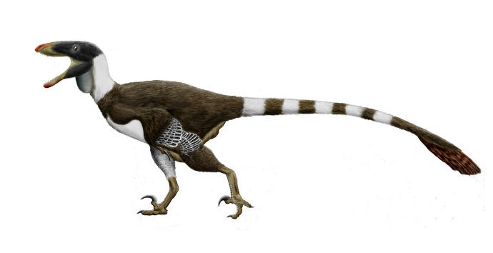 What kind of Dromaeosaur do you think the 