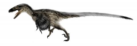 What kind of Dromaeosaur do you think the 