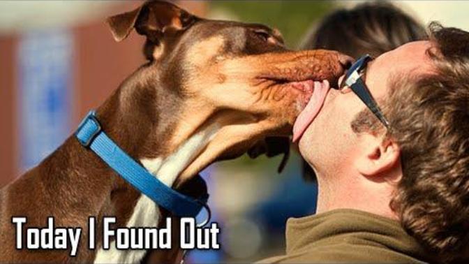 My Girlfriend has an issue with me Not wanting to Kiss her but She lets Her Dog always lick Her Face. Am I in the wrong?