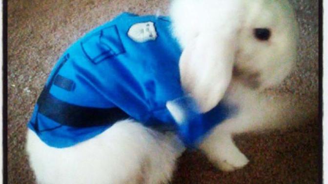 What do you think of my Halloween costume?