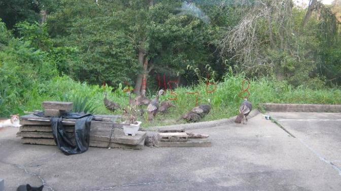 My mom is making turkey this Thanksgiving and we need to pick a good turkey for her in our backyard which one should I choose for her?