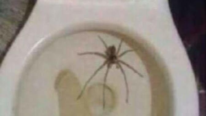 Damn guys, dont you hate spiders in your toilet?