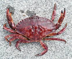 what is the best crab to eat or wich do u prefer ?