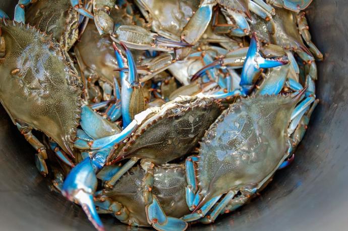 what is the best crab to eat or wich do u prefer ?