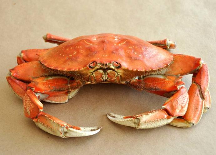 what is the best crab to eat or wich do u prefer ?