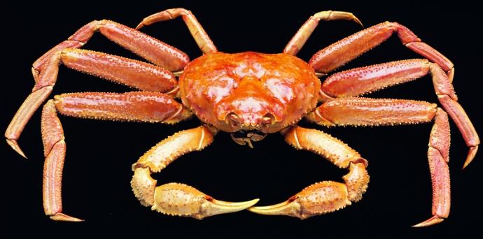 what is the best crab to eat or wich do u prefer ?