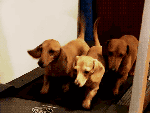 Have you ever adopted a pet from a rescue or humane society?
