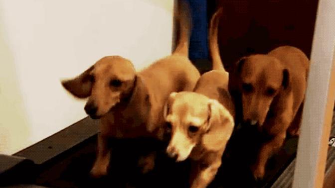 Have you ever adopted a pet from a rescue or humane society?