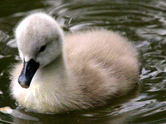 If you found a baby goose or swan stuck would you try to save it even if the parents were around?