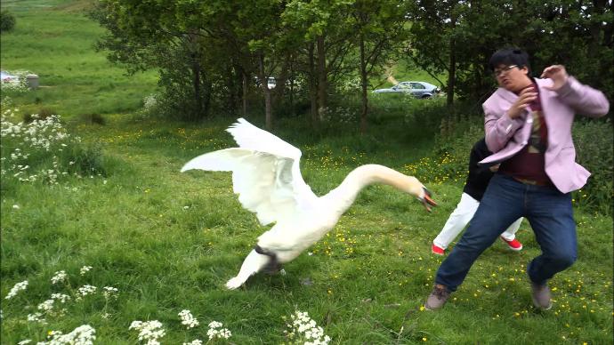 If you found a baby goose or swan stuck would you try to save it even if the parents were around?