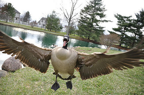 If you found a baby goose or swan stuck would you try to save it even if the parents were around?