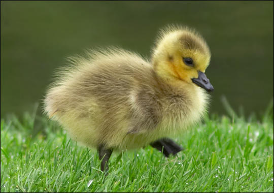 If you found a baby goose or swan stuck would you try to save it even if the parents were around?