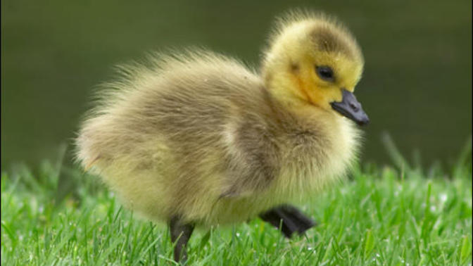 If you found a baby goose or swan stuck would you try to save it even if the parents were around?