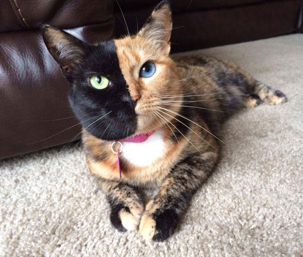 Would you want a cat that looked like this?