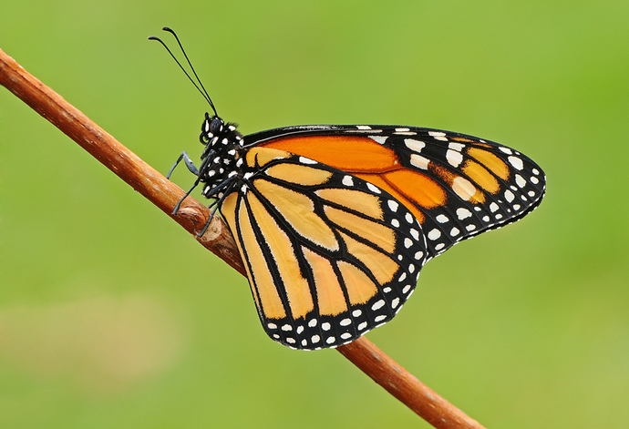 Is a butterfly tattoo on your lower back the "slut symbol"?
