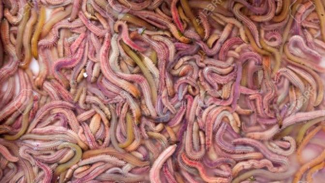 What's the strangets food you've eaten?