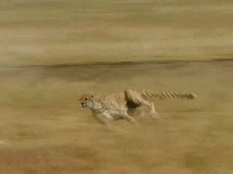 DO you sprint >:) ?