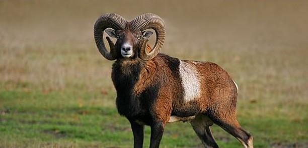Does PETA realize that its only wild sheep that only grow enough wool for themselves and that there are consequence for not shearing a domestic sheep?