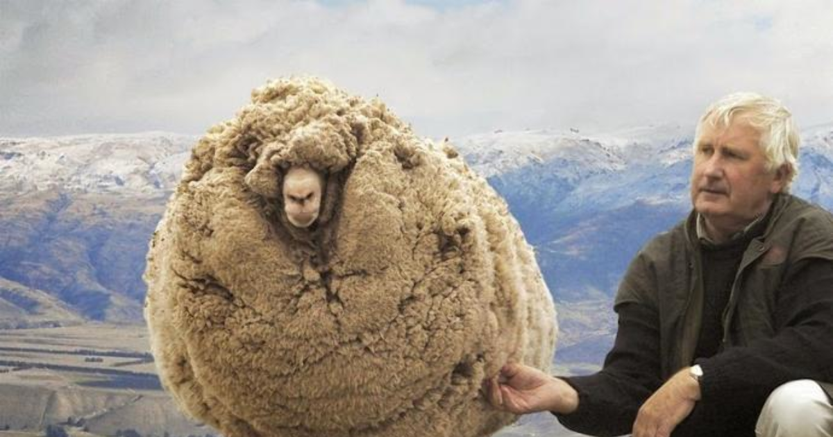 Does PETA realize that its only wild sheep that only grow enough wool