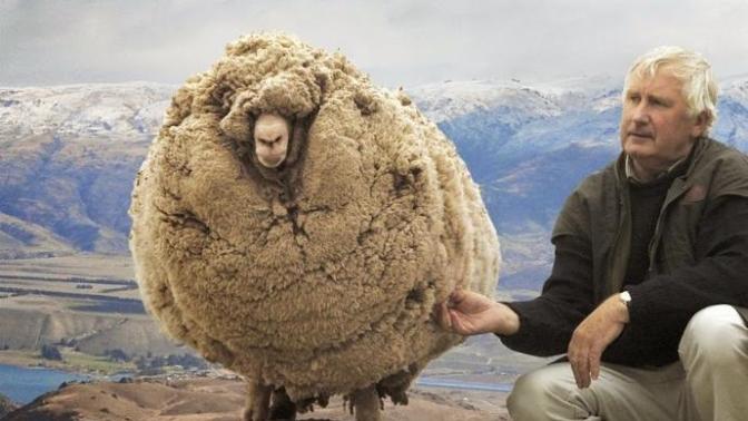 Does PETA realize that its only wild sheep that only grow enough wool for themselves and that there are consequence for not shearing a domestic sheep?