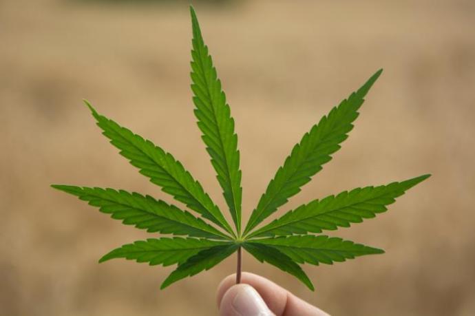 Do you think Marijuana should be legalized nationwide in the USA?