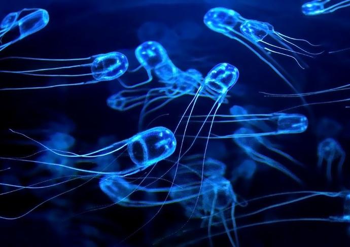 Would you rather swim in a sea of box jellyfish or swim in a sea of Great White Sharks?