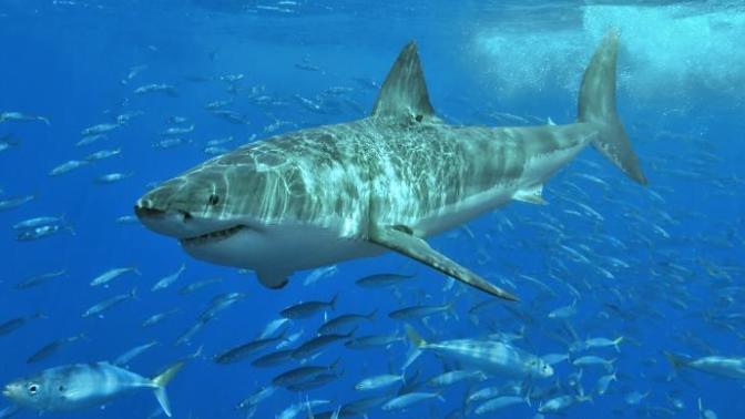Would you rather swim in a sea of box jellyfish or swim in a sea of Great White Sharks?