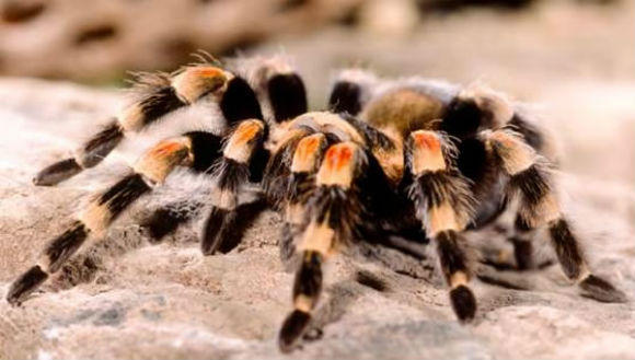 Isn't it a cutie?
