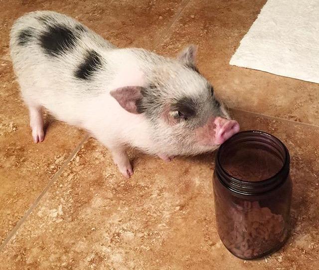 Which name should I name my mini pot belly pig that I got for Christmas?