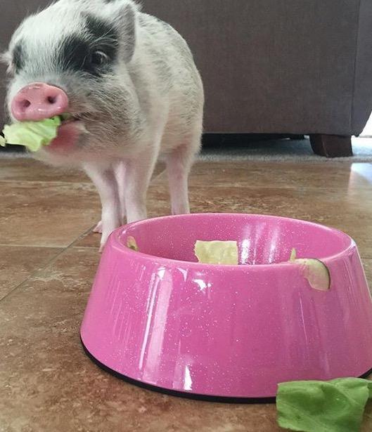 Which name should I name my mini pot belly pig that I got for Christmas