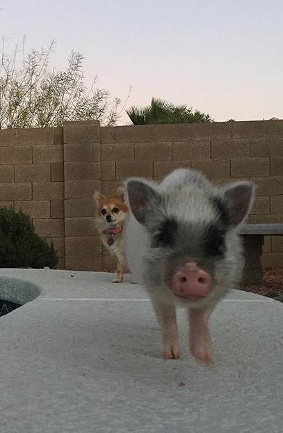 Which name should I name my mini pot belly pig that I got for Christmas?