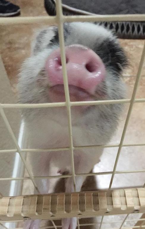 Which name should I name my mini pot belly pig that I got for Christmas?