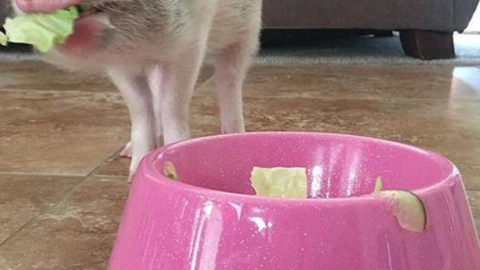 Which name should I name my mini pot belly pig that I got for Christmas?