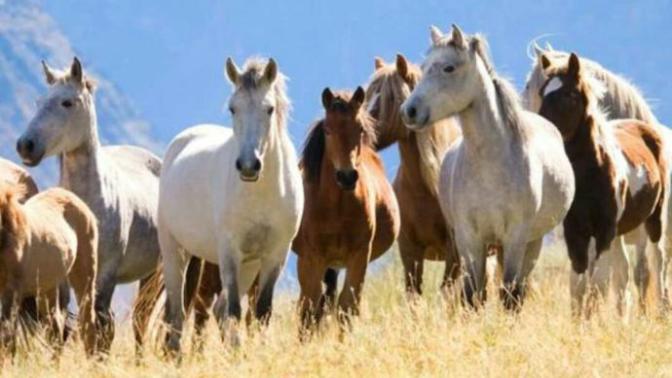 Horse people. I have never used them but do you feel about spurs?