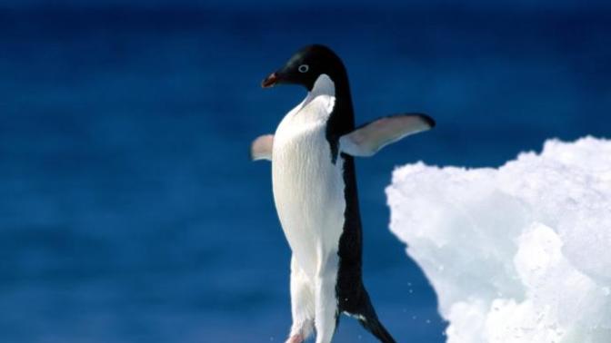 Do penguins have knees?