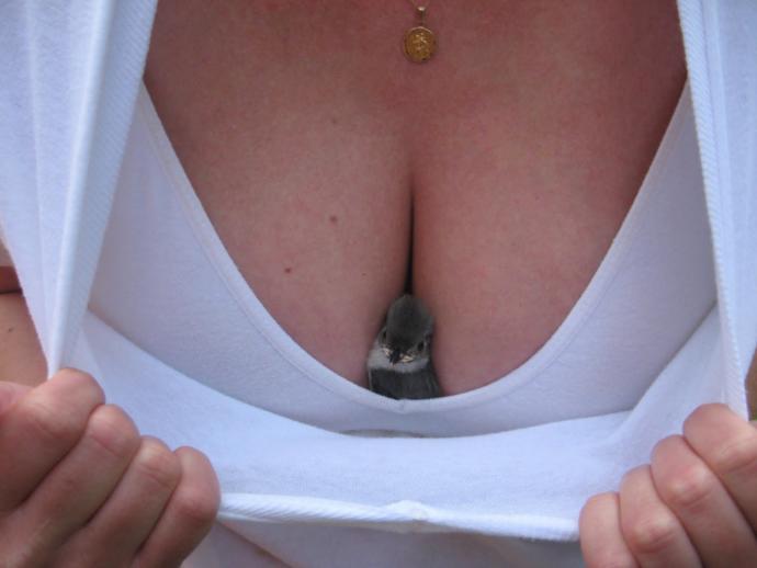 Girls, would you ever let a bird snuggle in your cleavage?